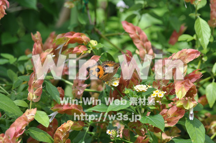 蝶の写真素材 W-001662