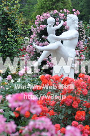 バラの写真素材 W-001391