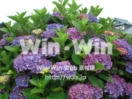 あじさいの写真素材 W-000012