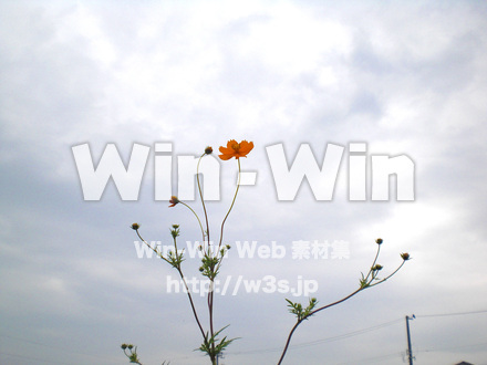 コスモスの写真素材 W-001249