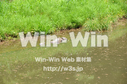 かめの写真素材 W-000902