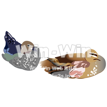 カモの夫婦のCG・イラスト素材 W-000423