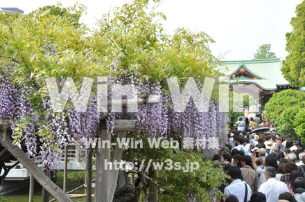 藤の写真素材 W-000172