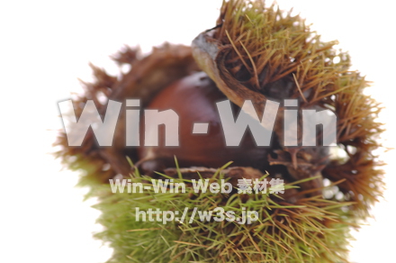 くりの写真素材 W-001525