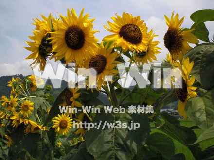 ひまわりの写真素材 W-000122