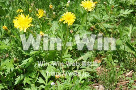 たんぽぽの写真素材 W-000154