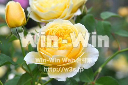 バラの写真素材 W-001264