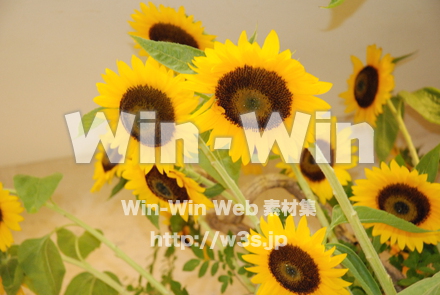 ひまわりの写真素材 W-000094