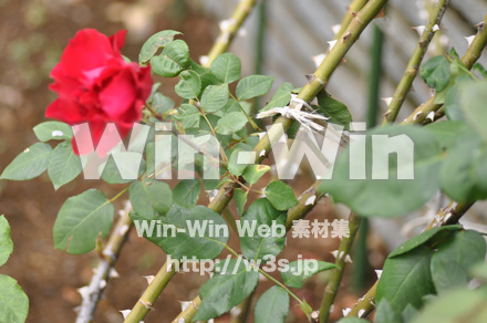 バラの写真素材 W-001316