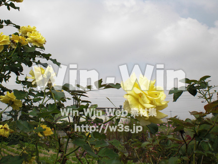 バラの写真素材 W-001368