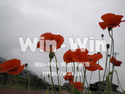 ポピーの写真素材 W-000274