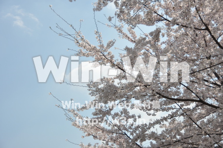 桜の写真素材 W-001479