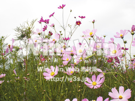 コスモスの写真素材 W-001075