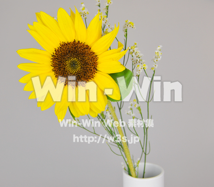 ひまわりの写真素材 W-000086