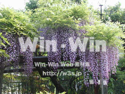 藤の写真素材 W-000173