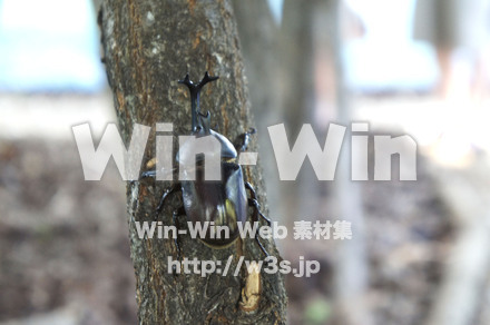 カブトムシオスの写真素材 W-000442