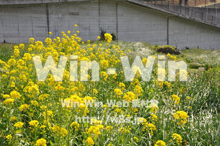 菜の花の写真素材 W-001052