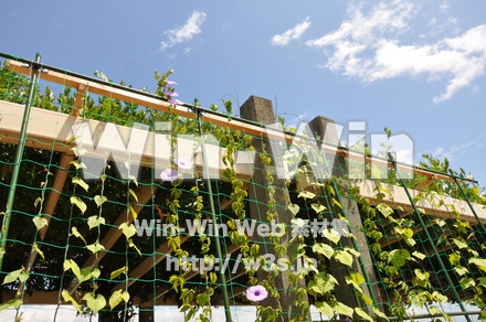 あさがおの写真素材 W-000048