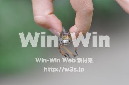 バッタの写真素材 W-000882