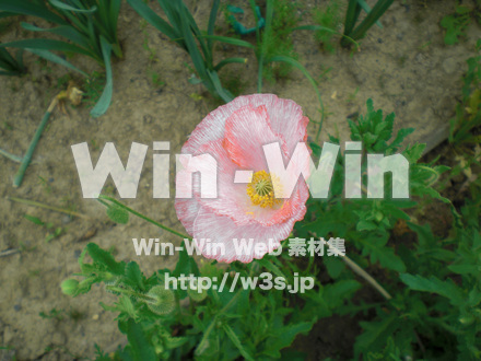ポピーの写真素材 W-000270