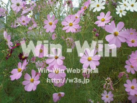 コスモスの写真素材 W-001255