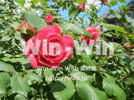 バラの写真素材 W-001412