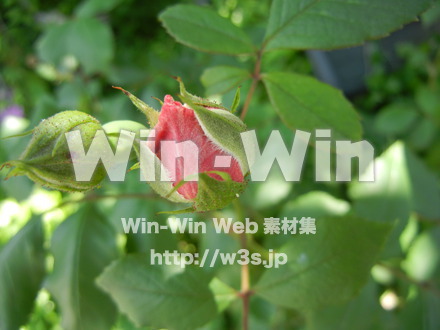 バラの写真素材 W-001410