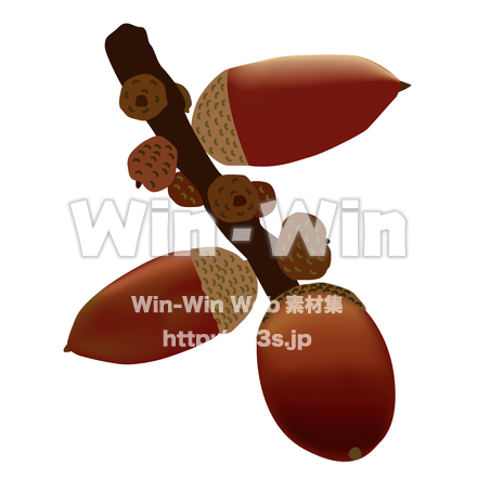 どんぐりのCG・イラスト素材 W-001633