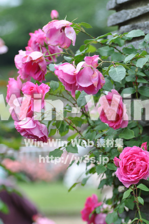 バラの写真素材 W-001398