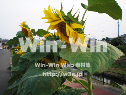 ひまわりの写真素材 W-000112