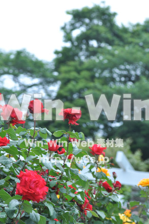 バラの写真素材 W-001390