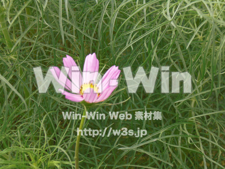 コスモスの写真素材 W-001081