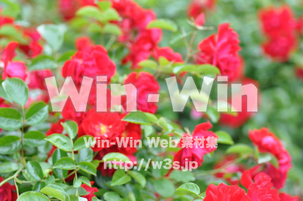 バラの写真素材 W-001352