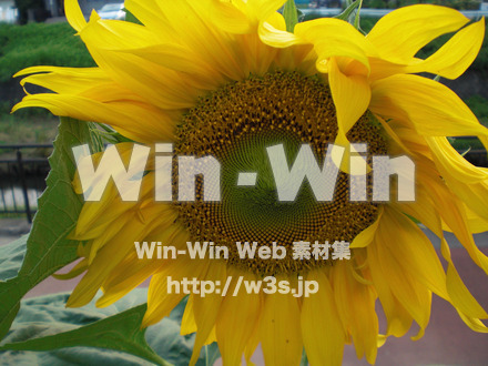 ひまわりの写真素材 W-000111