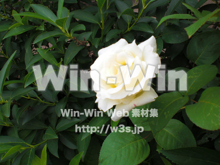 バラの写真素材 W-001377