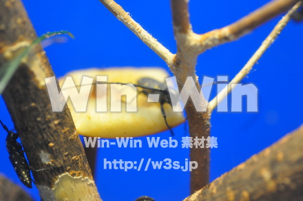 キボシカミキリの写真素材 W-000879