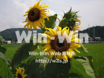 ひまわりの写真素材 W-000123