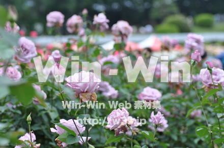 バラの写真素材 W-001298