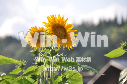 ひまわりの写真素材 W-000066