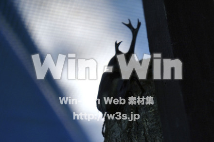 カブトムシオスの写真素材 W-000441