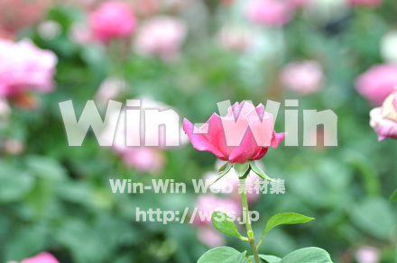 バラの写真素材 W-001289