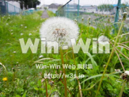 たんぽぽの写真素材 W-000152