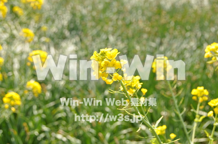 菜の花の写真素材 W-001061