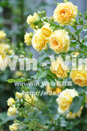 バラの写真素材 W-001401