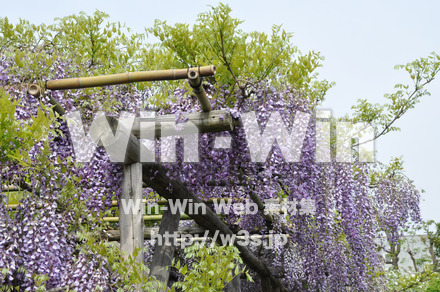 藤の写真素材 W-000166