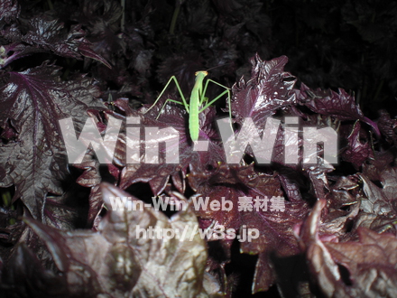 かまきりの写真素材 W-000878