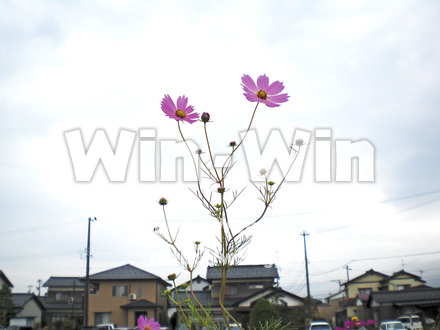 コスモスの写真素材 W-001250