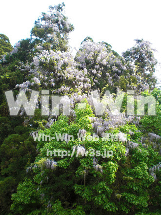 藤の写真素材 W-000209