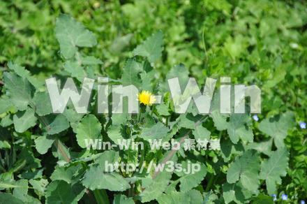 たんぽぽの写真素材 W-000148