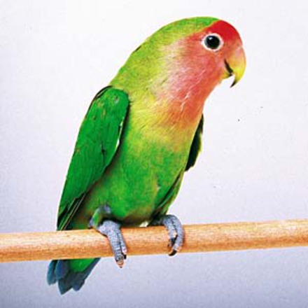 新しい広告・資料 D-000506 のパンフレット